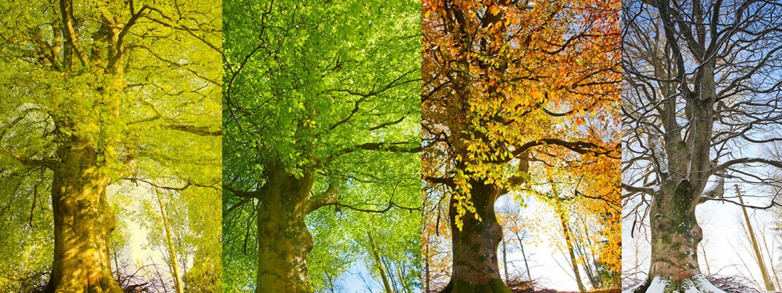 Beech Tree through four seasons